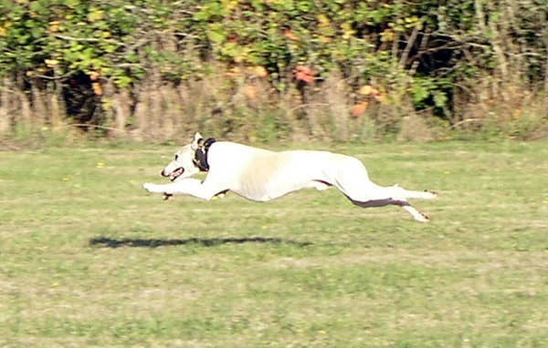 chintimini kennel club